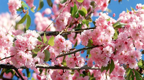 The first signs of spring